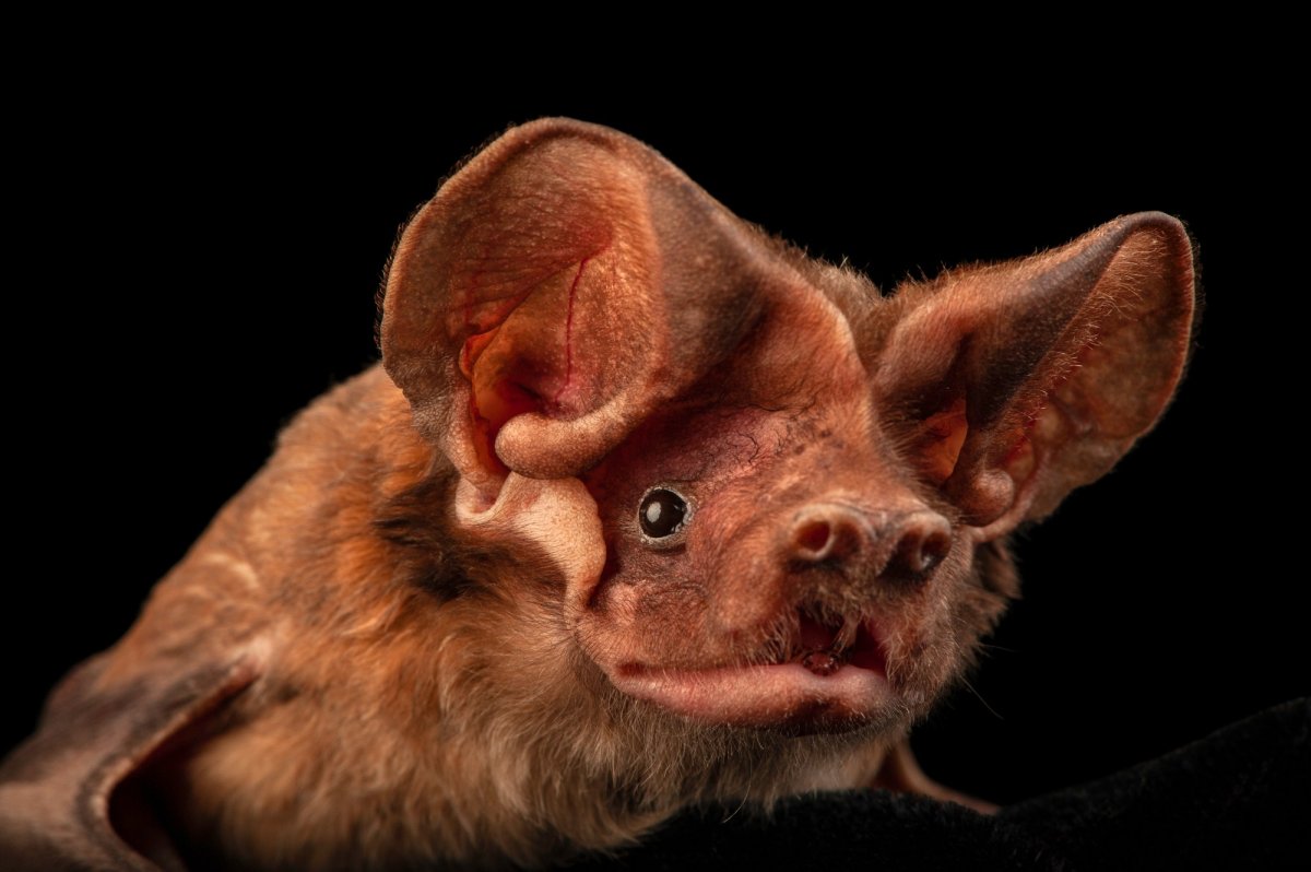 Птенец летучей мыши