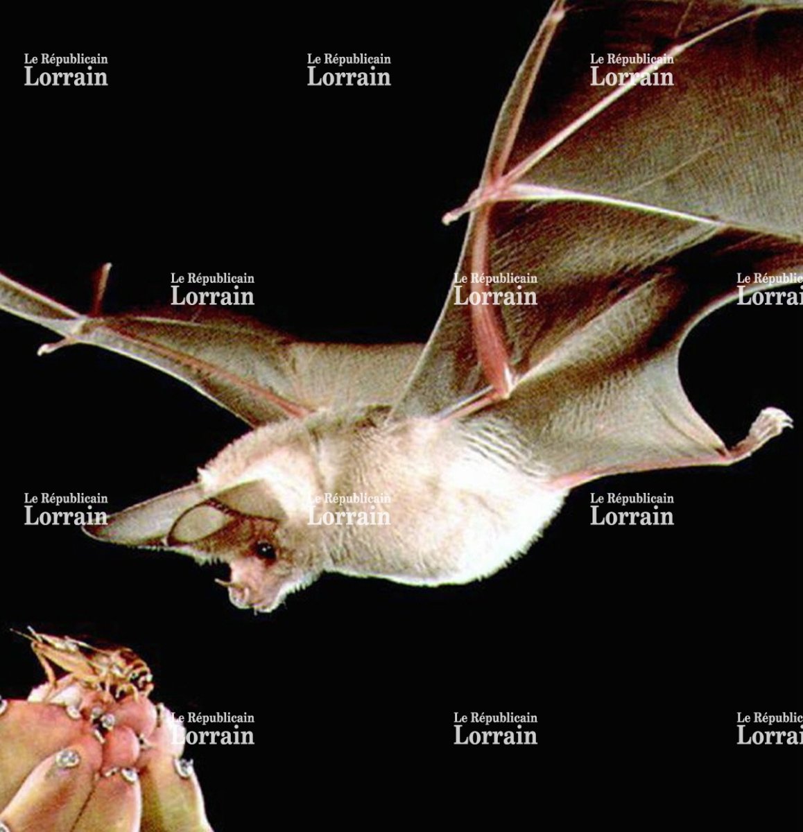 Летучая лисица альбинос