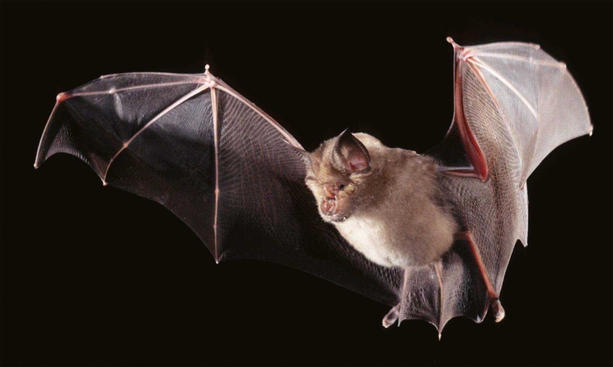 Craseonycteris thonglongyai