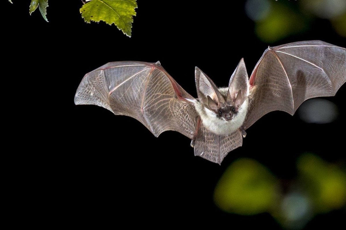 Белый листонос Крылья