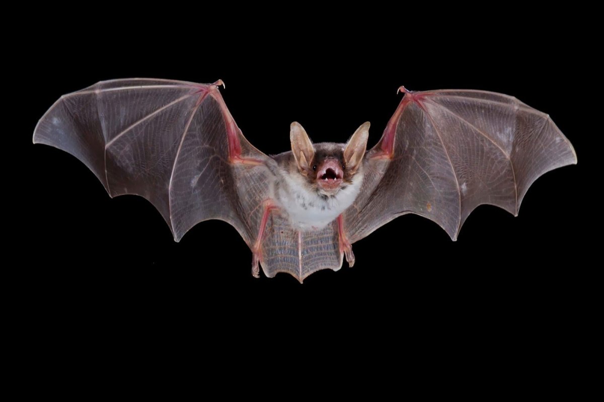 Летучая мышь вампир альбинос