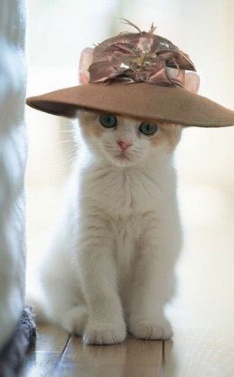 Кошечка в шляпке