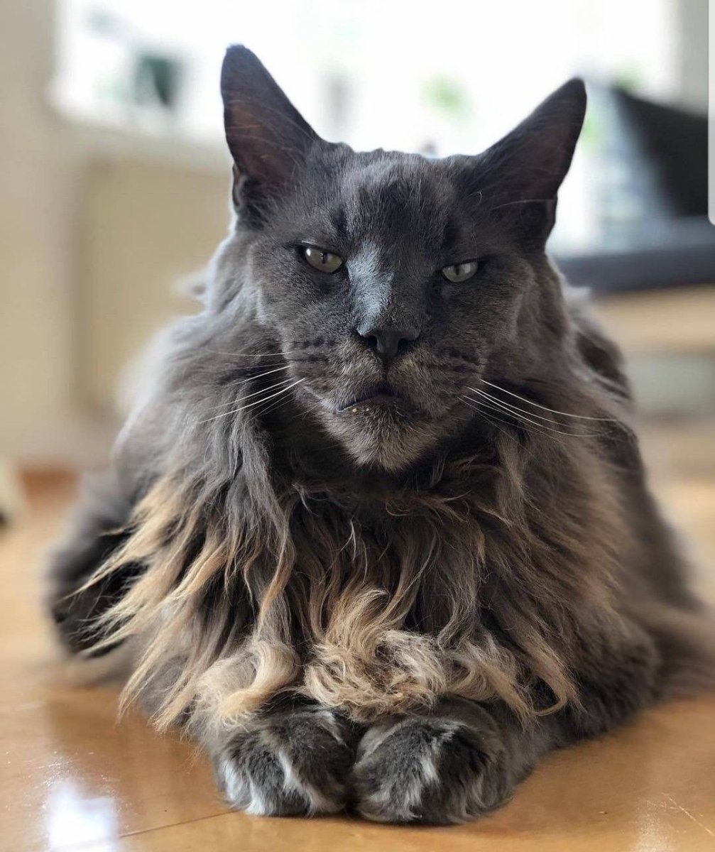 Светло серая кошка