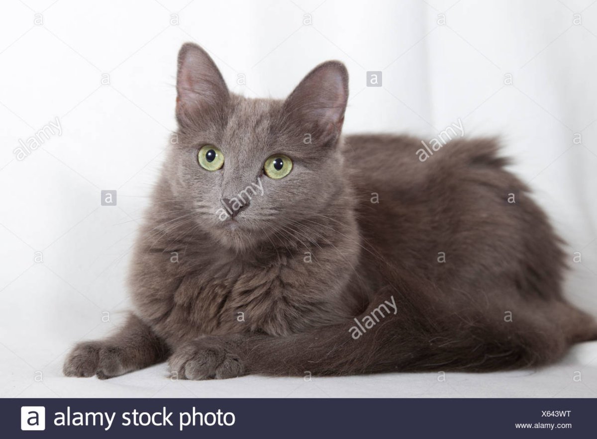 Нибелунг серый котенок