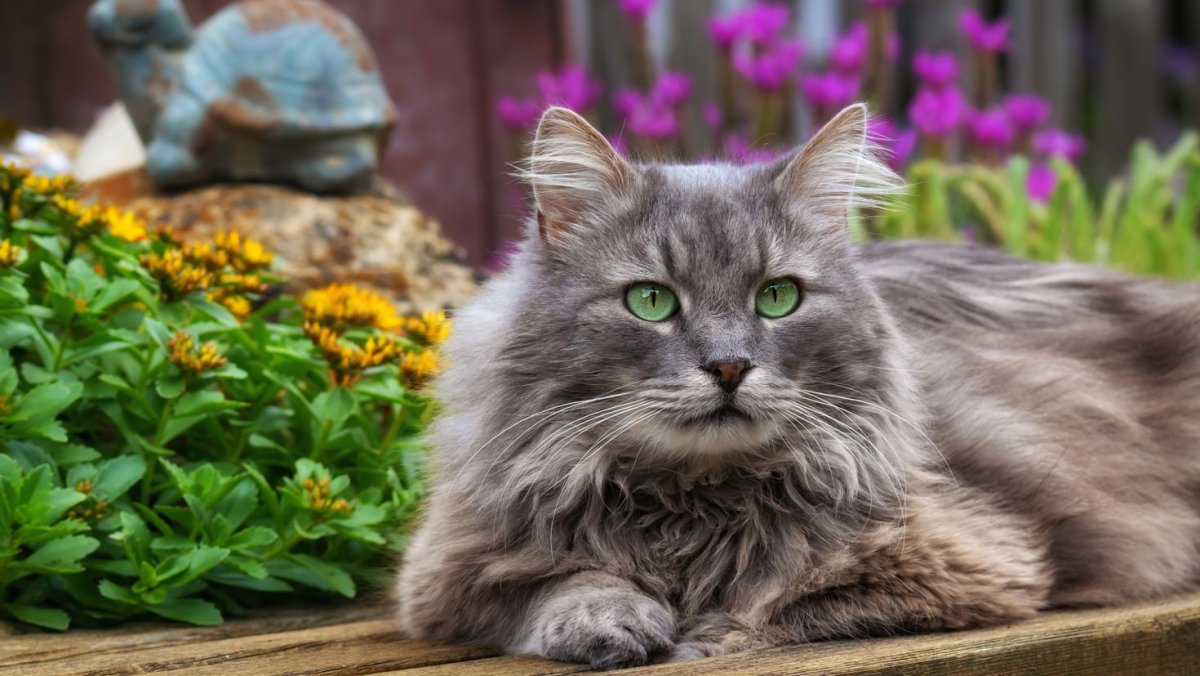 Сибирский Нибелунг длинношерстный кот дымчатый