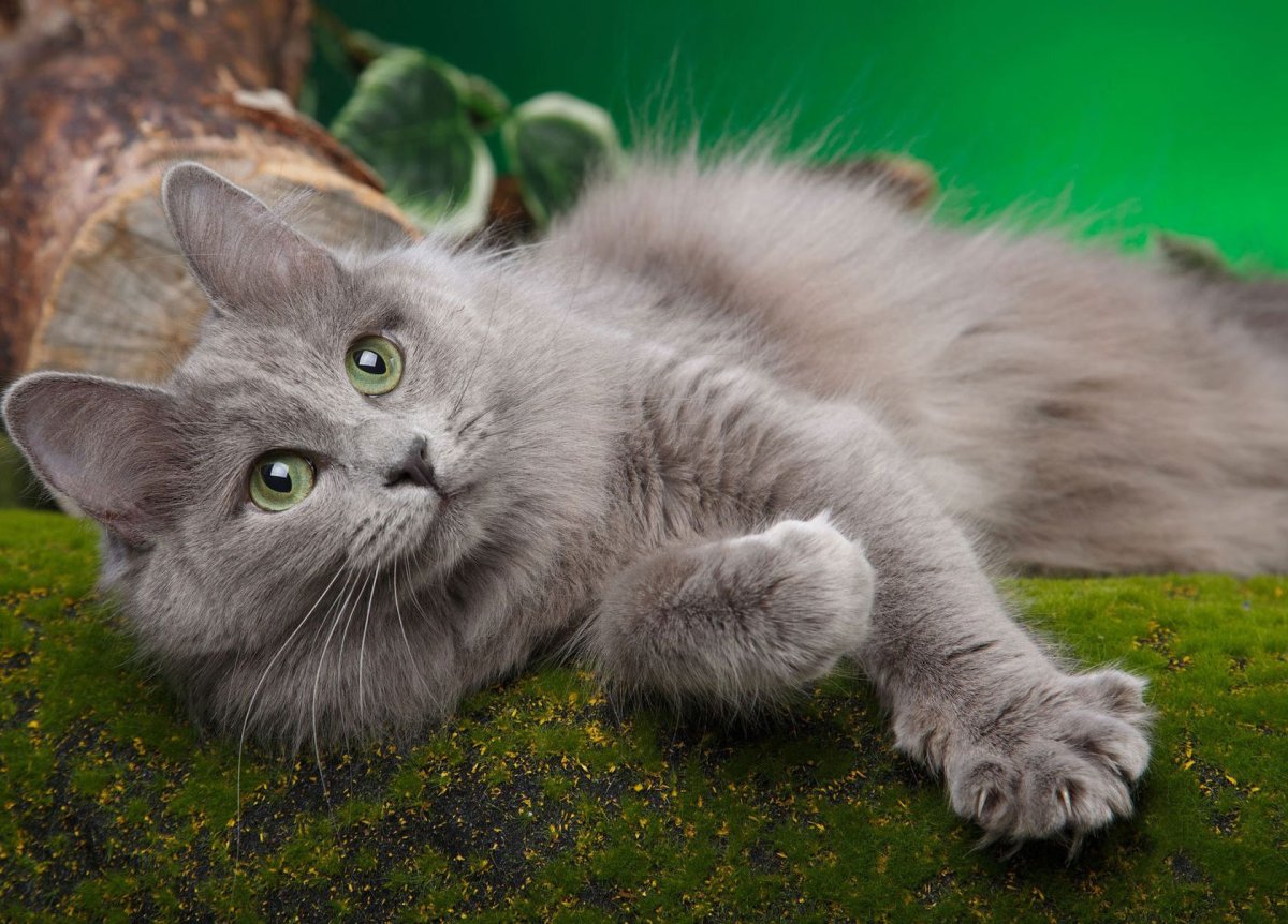 Нибелунг котята маленькие