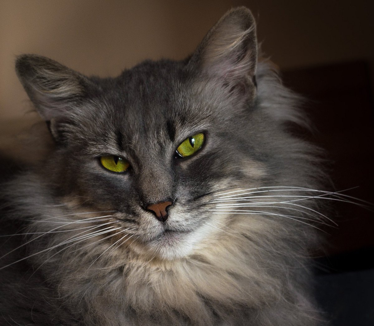 Кот Нибелунг черный