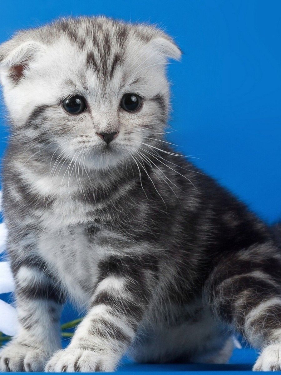 Вислоухий шотландец котенок полосатый