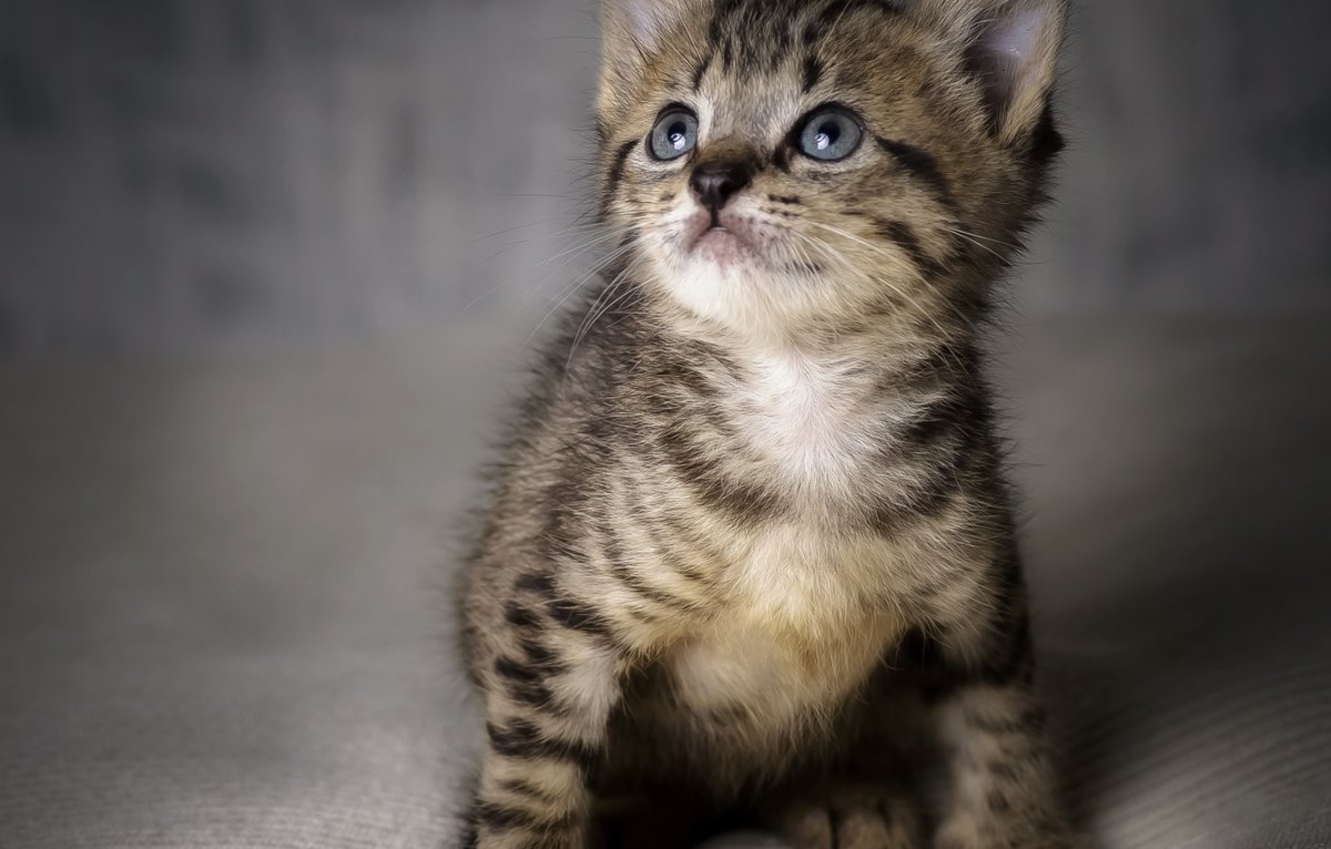 Британские котята полосатые