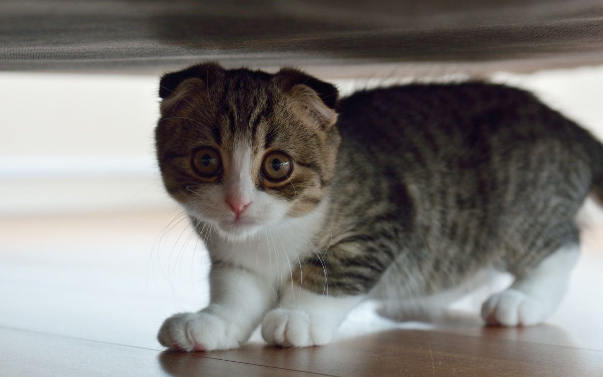 Шотландская вислоухая кошка маленький