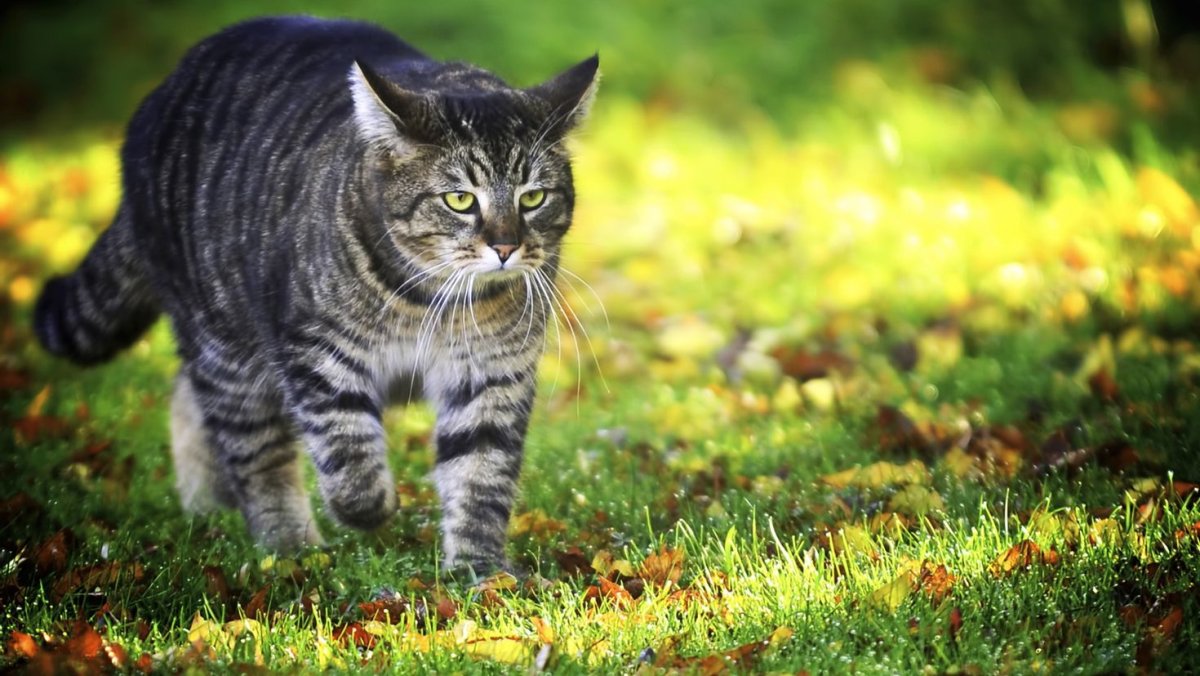 Сибирская кошка полосатая