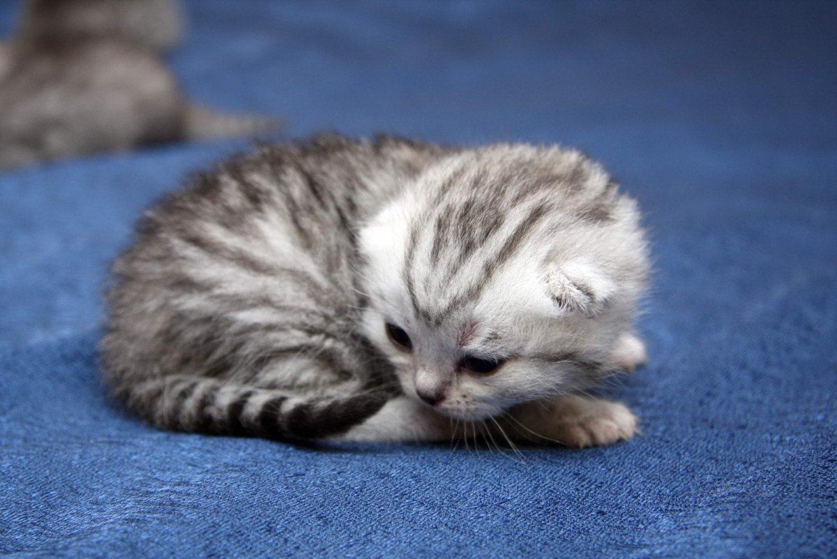 Британский вислоухий котенок полосатый