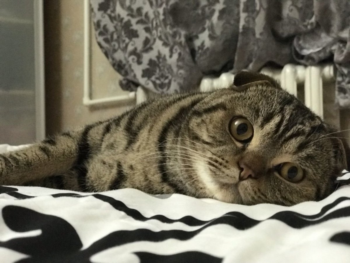 Шотландская вислоухая кошка полосатая