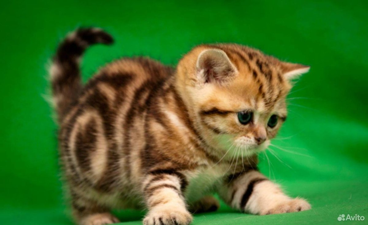 Британская кошка мрамор на золоте