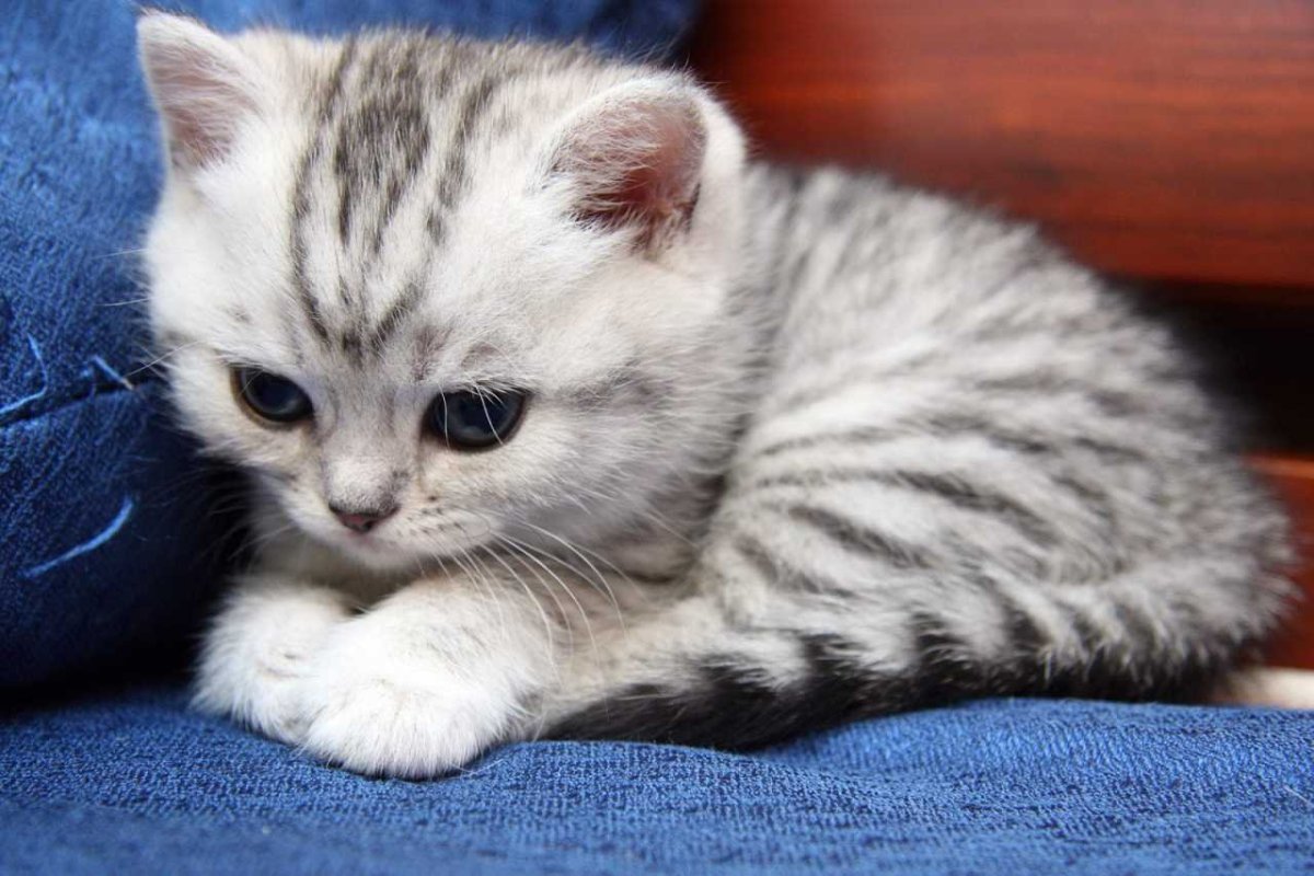 Британский кот вискас