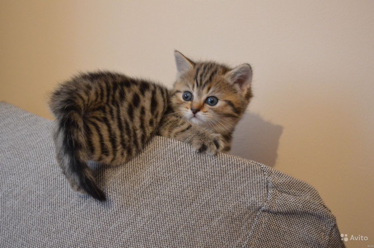 Браун-табби пятнистый