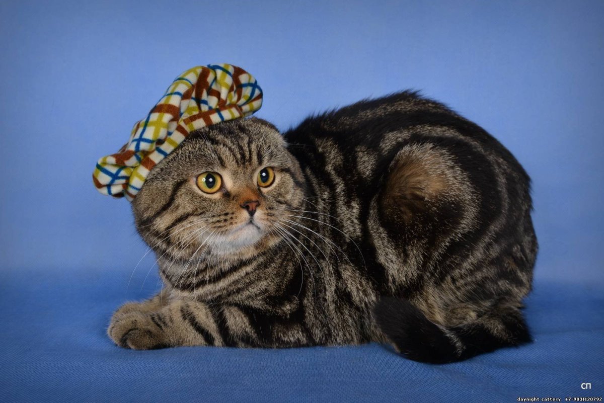 Скоттиш фолд Браун табби