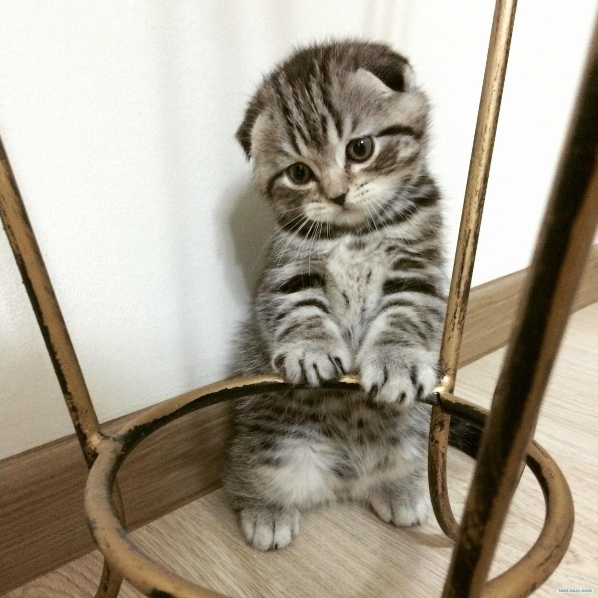 Кот британец вислоухий полосатый