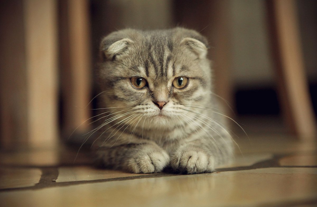 Шотландские вислоухие коты