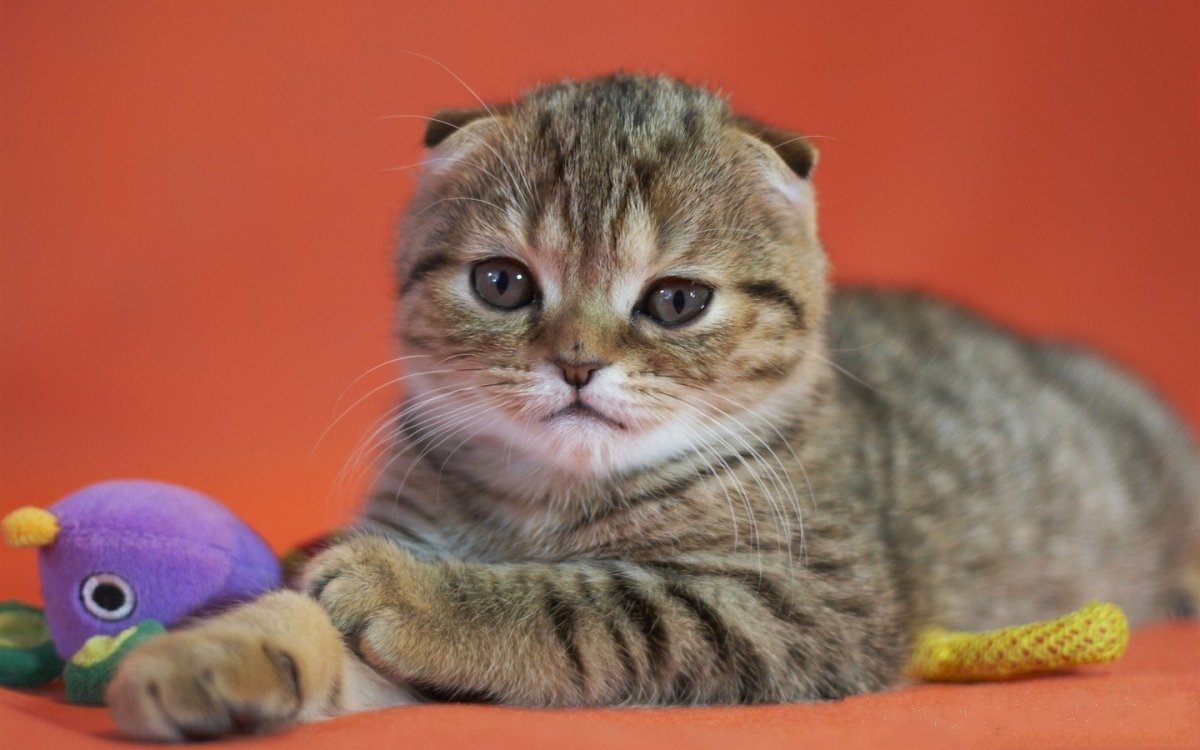 Скоттиш фолд