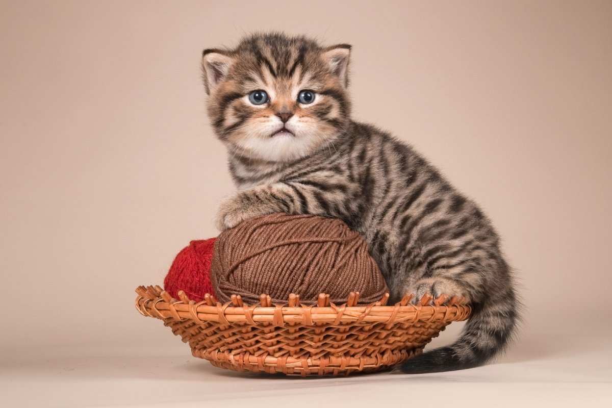 Британская кошка тигровый окрас