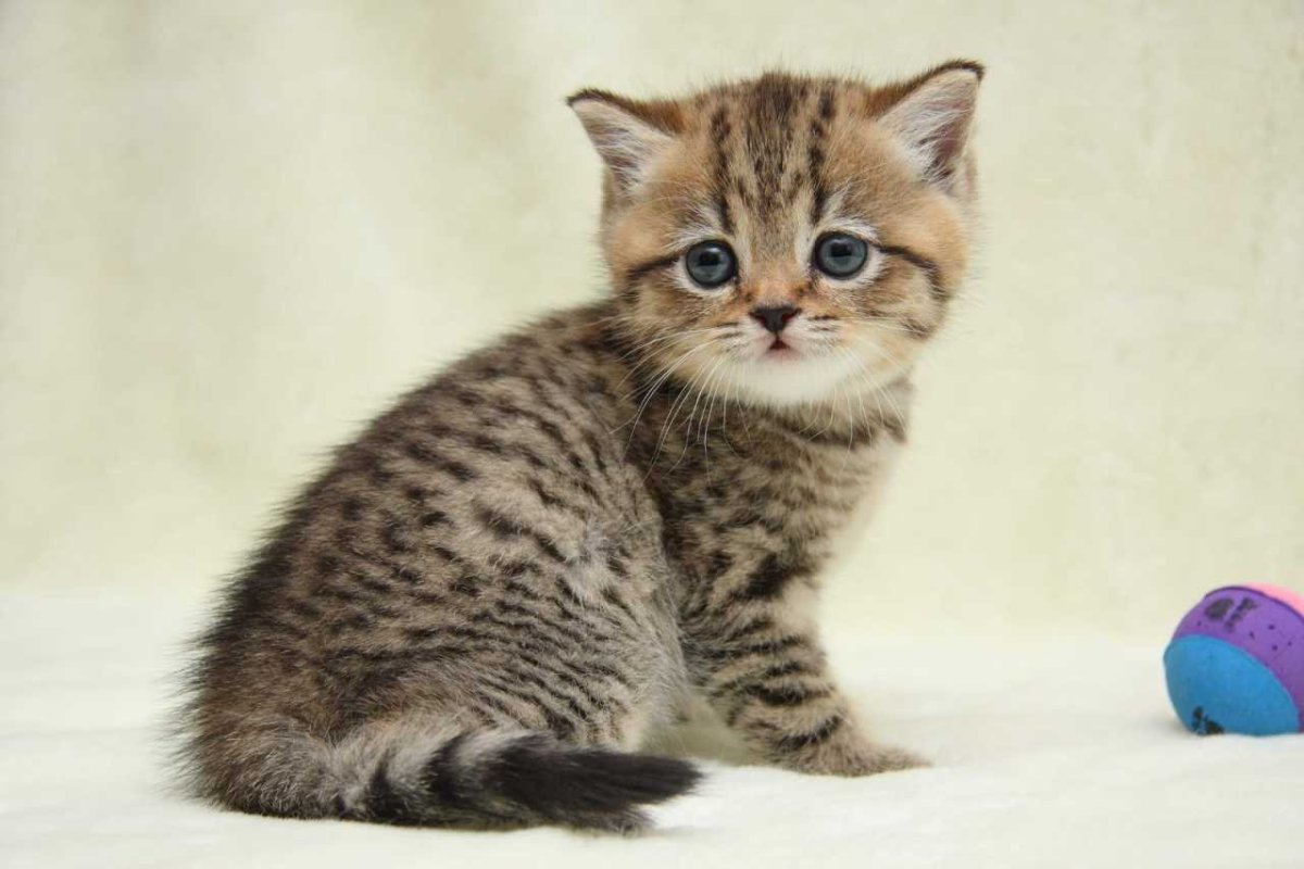 Шотландский Браун табби