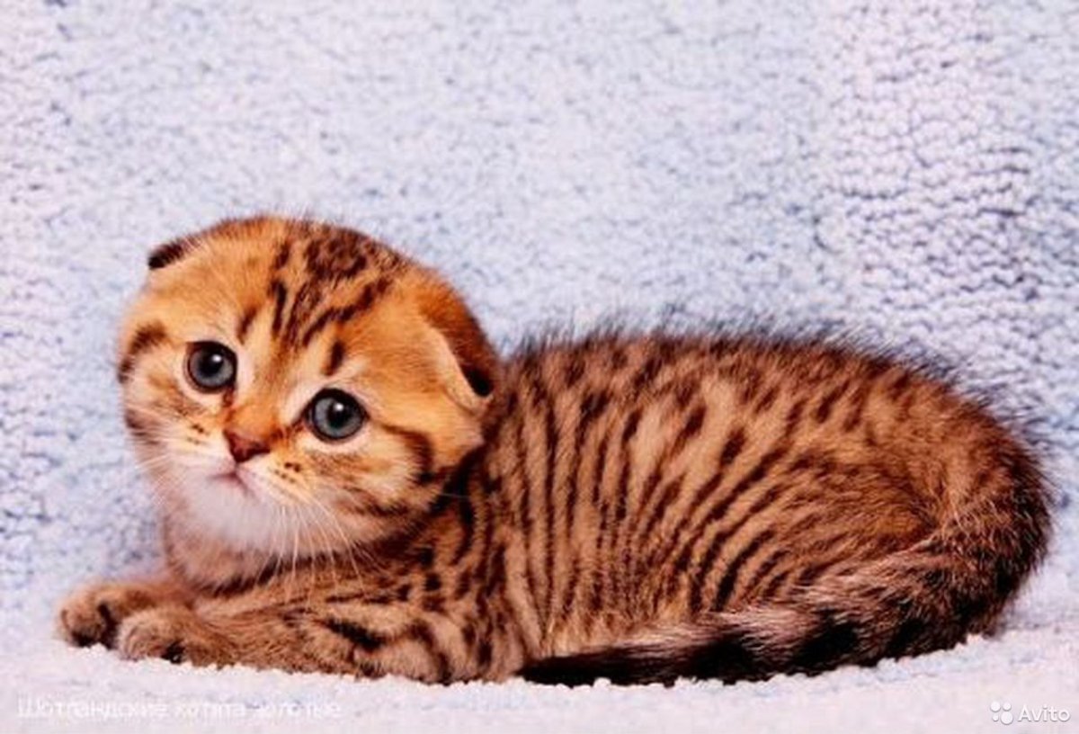 Шотландская вислоухая тигровая