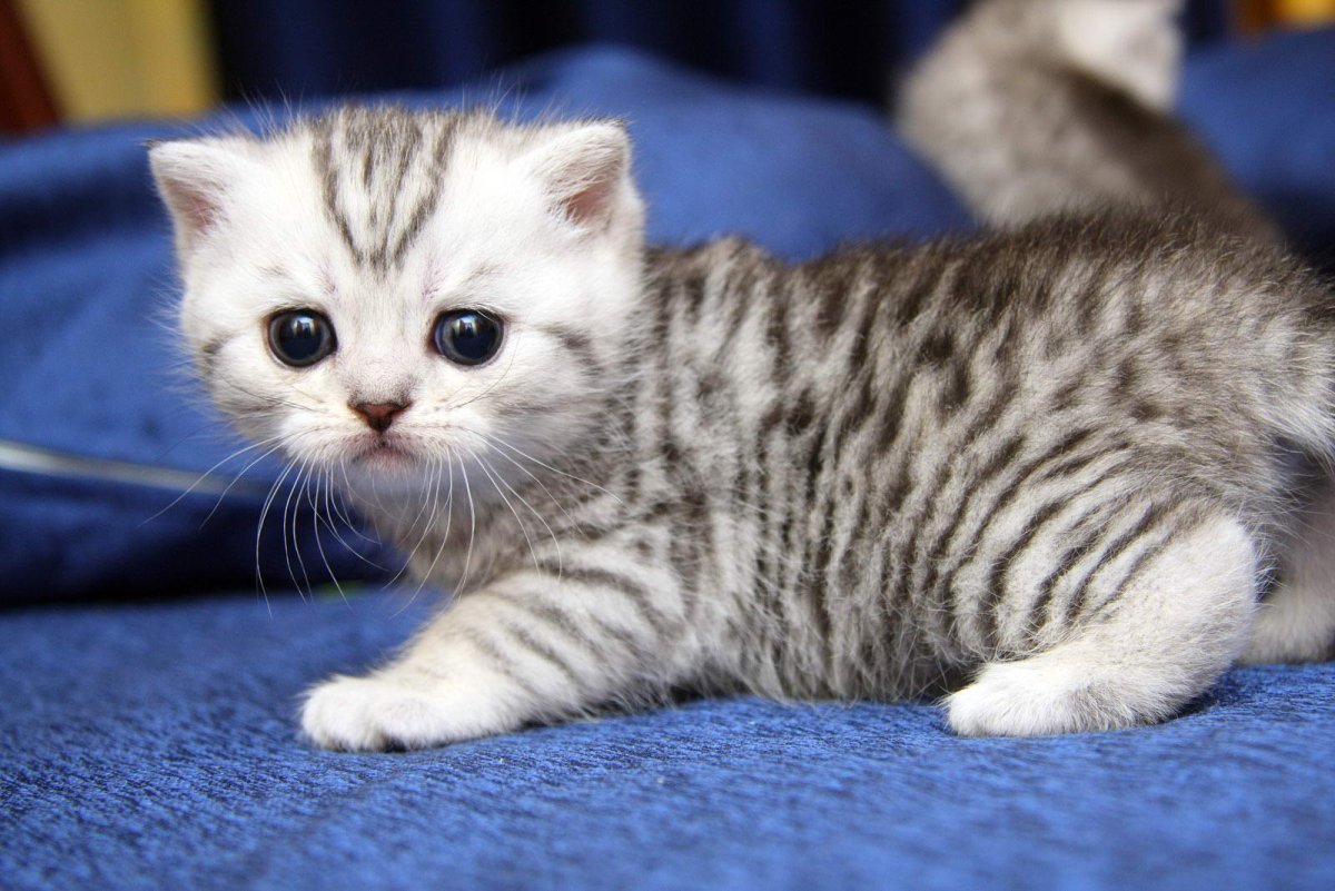 Британец полосатый белый