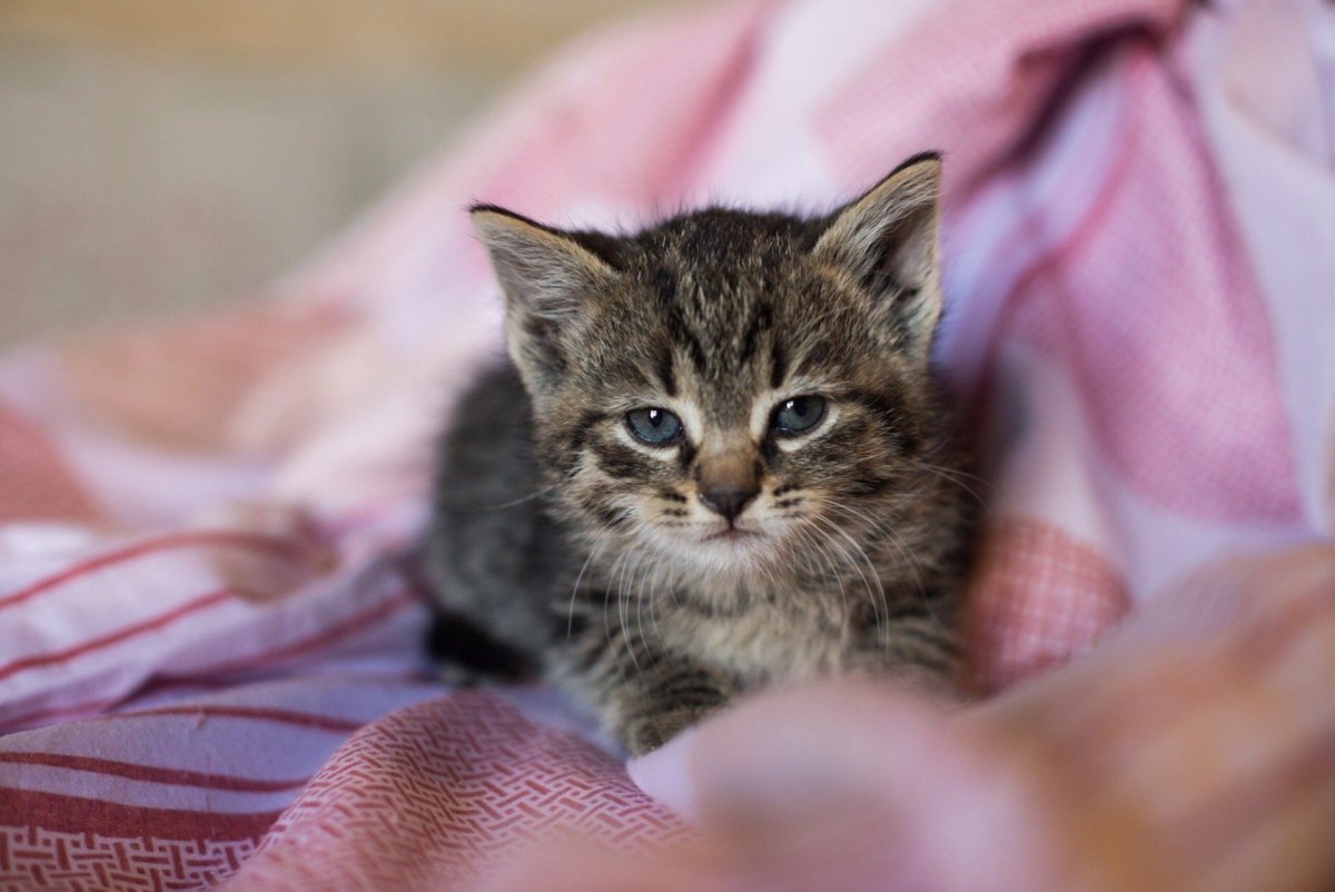 Котенок серо полосатый