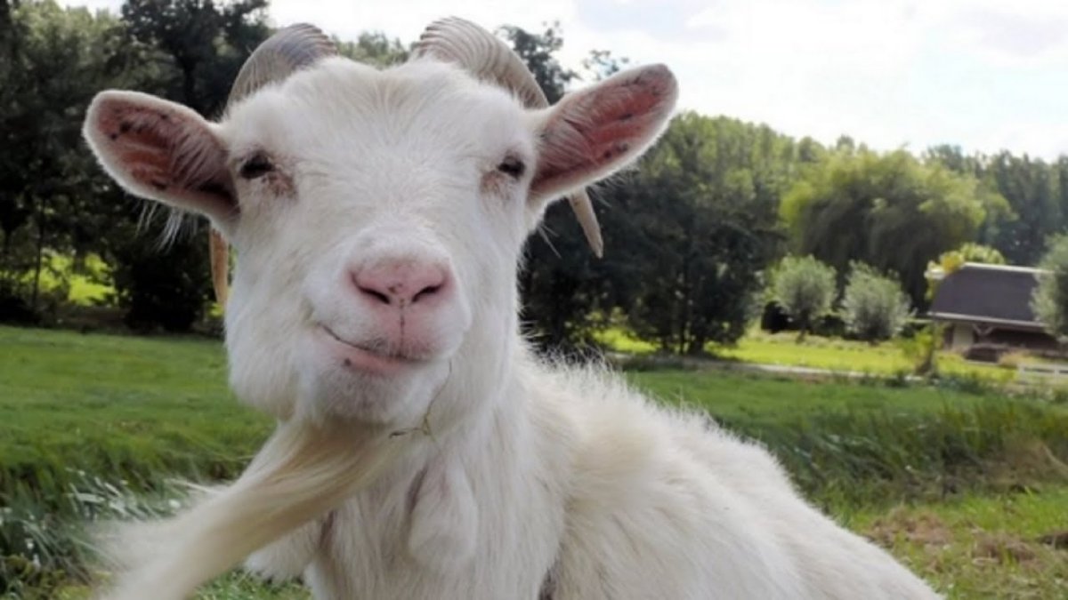 Козочки маленькие Эстетика