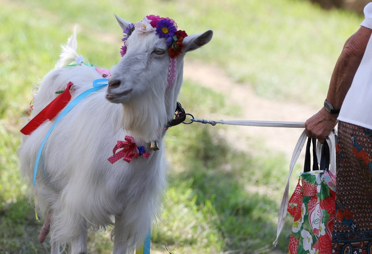 Красивая козочка