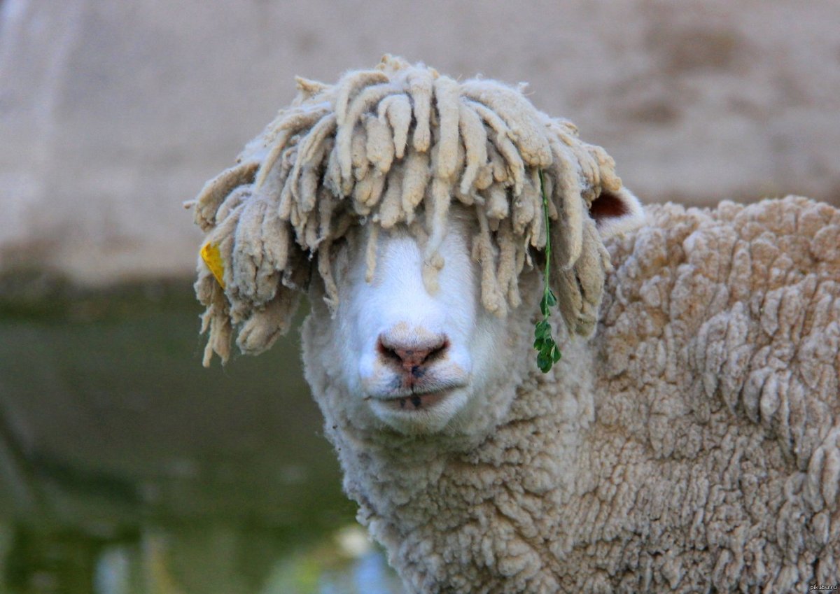 Бешеная коза