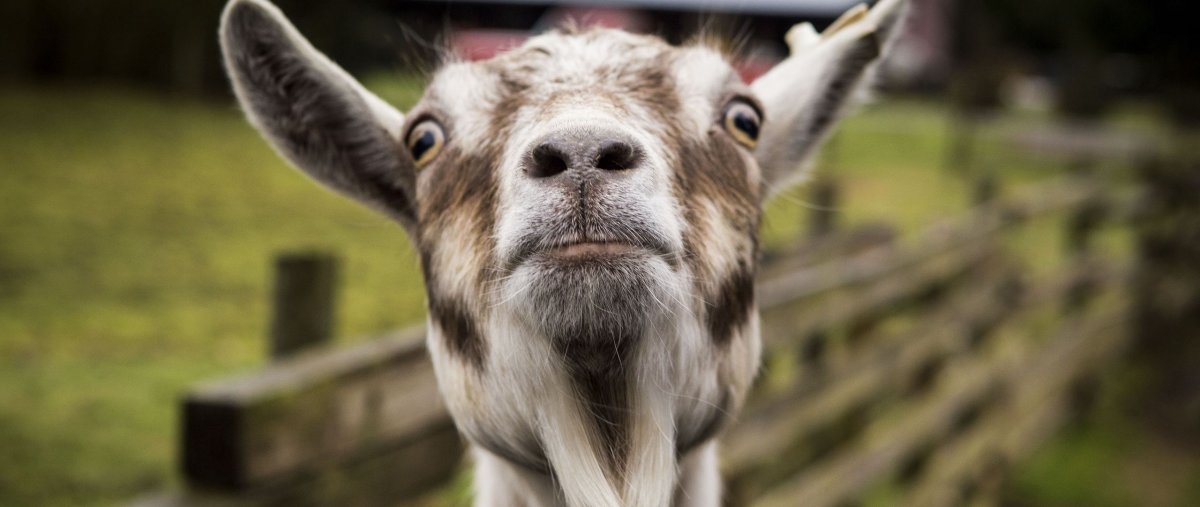 Смешные овечки