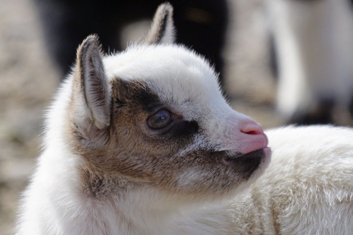 Коза с языком