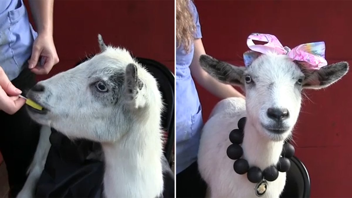 Красивая коза