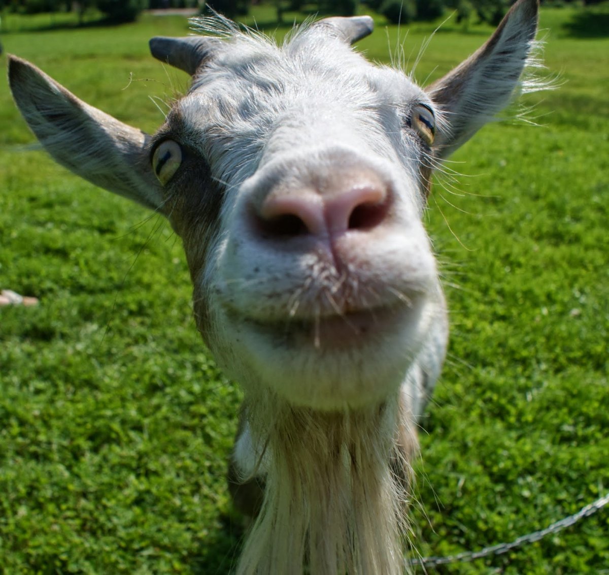 Морда козочки