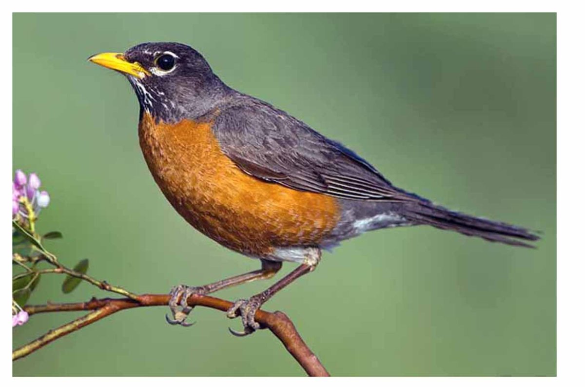 Робин Странствующий Дрозд