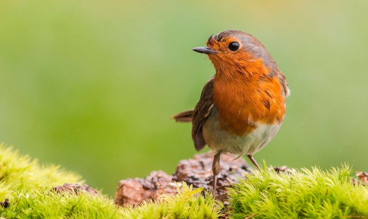 Малиновка Зарянка птица фото