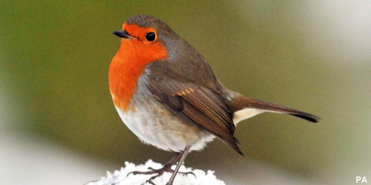 Robin Зарянка