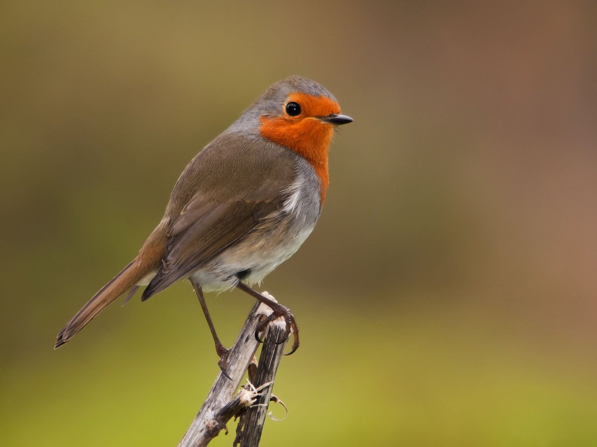Зарянка – Erithacus rubecula