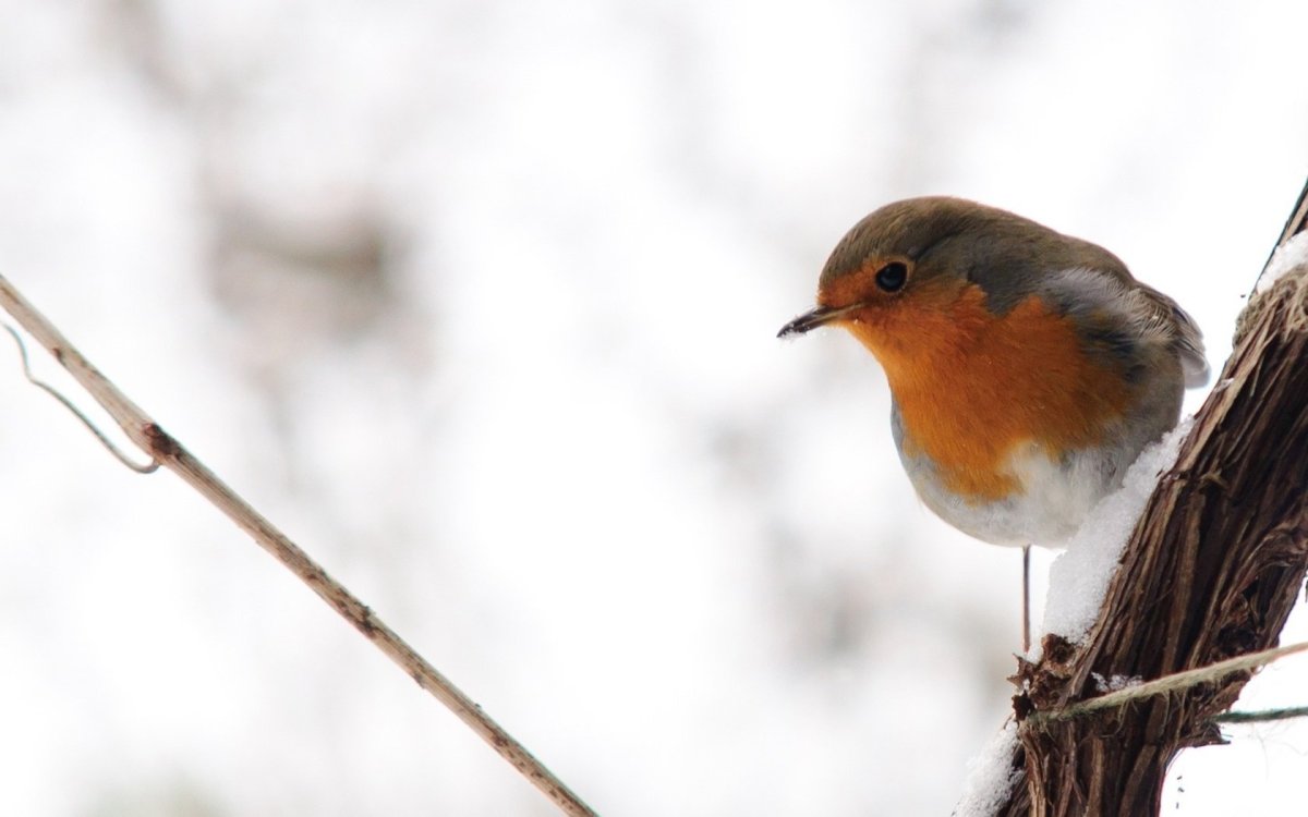 Синичка с оранжевой грудкой