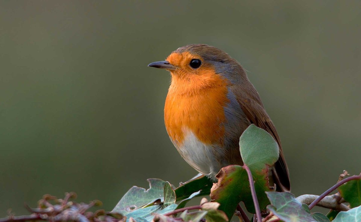 Зарянка, Щур