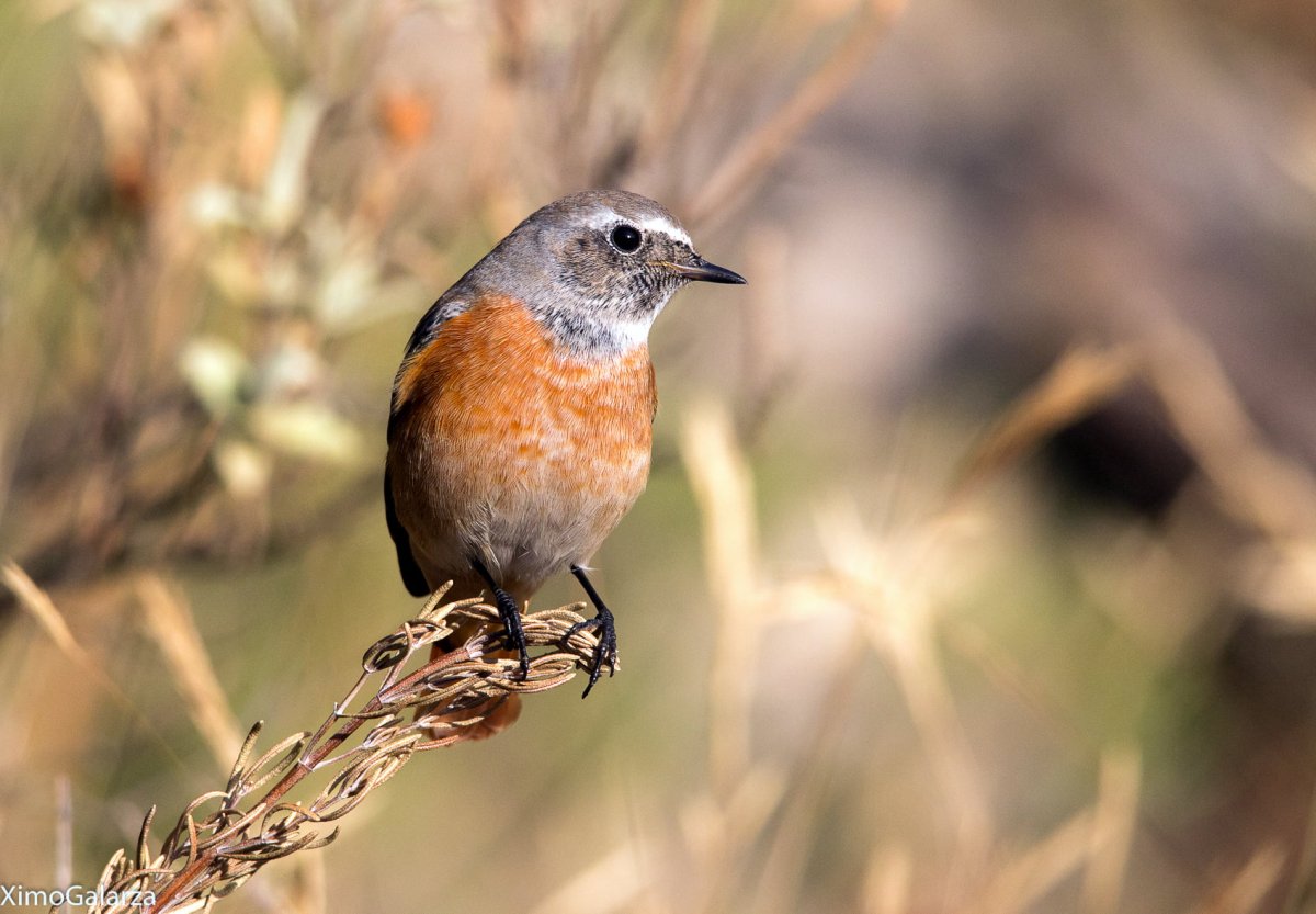 Птица с оранжевым боком