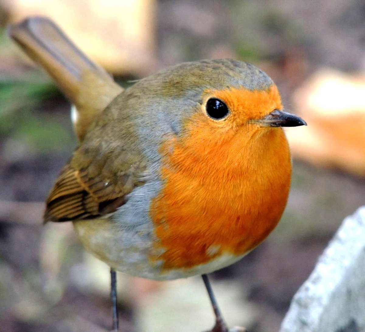 Малиновка Зарянка птичка