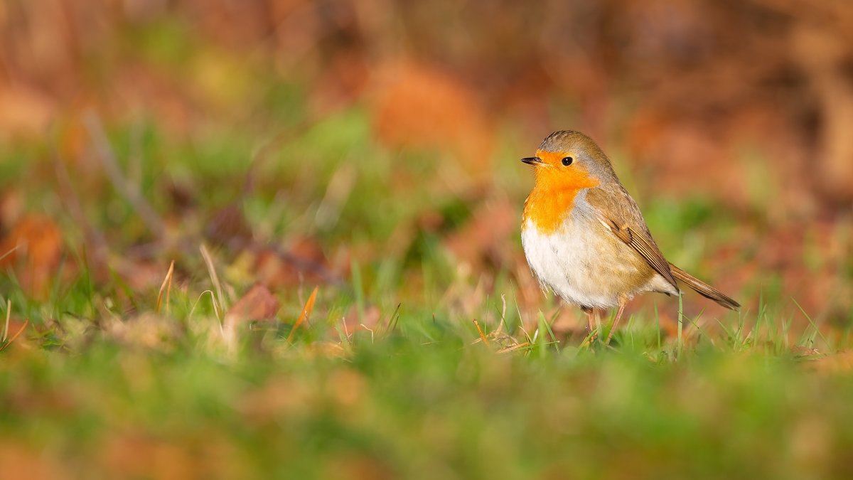 Оранжевая птичка