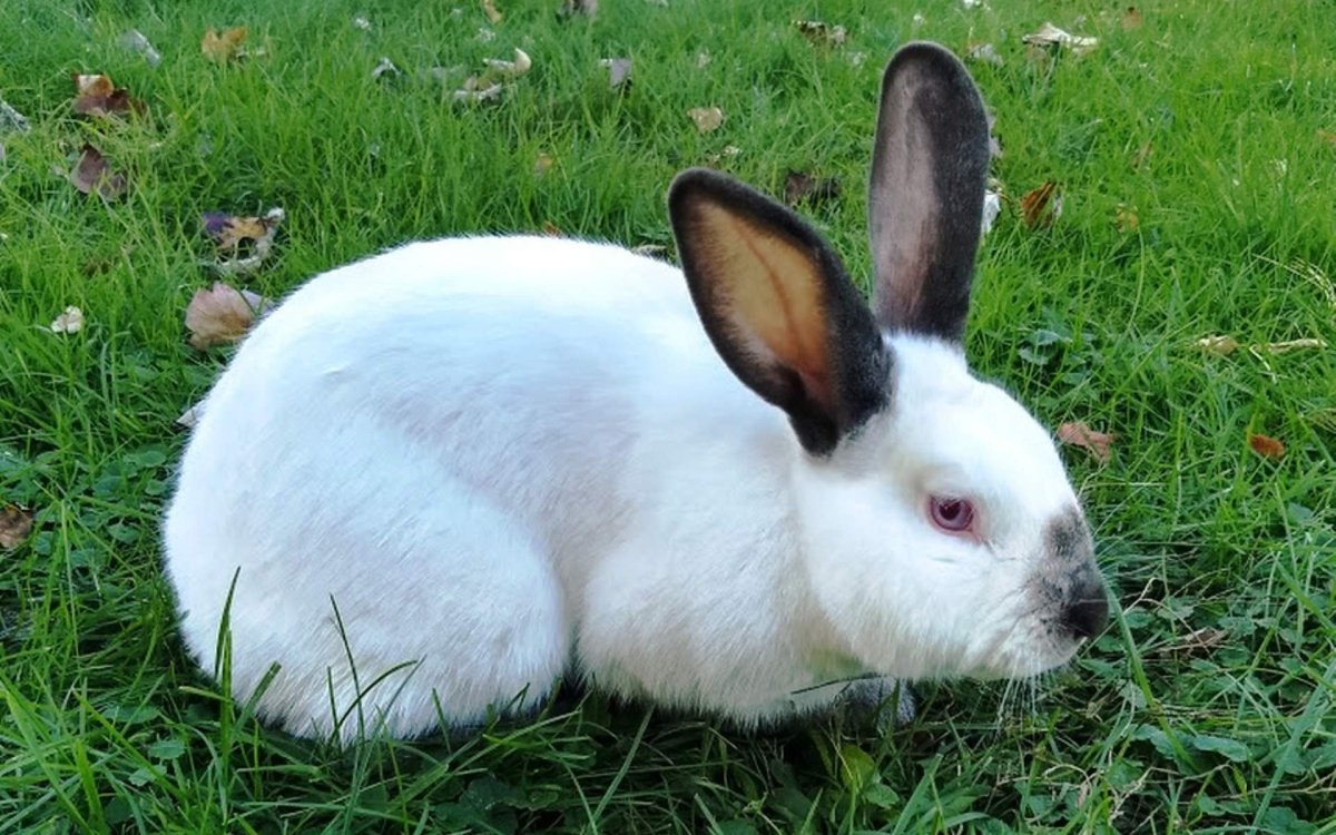 Хиколь порода кроликов