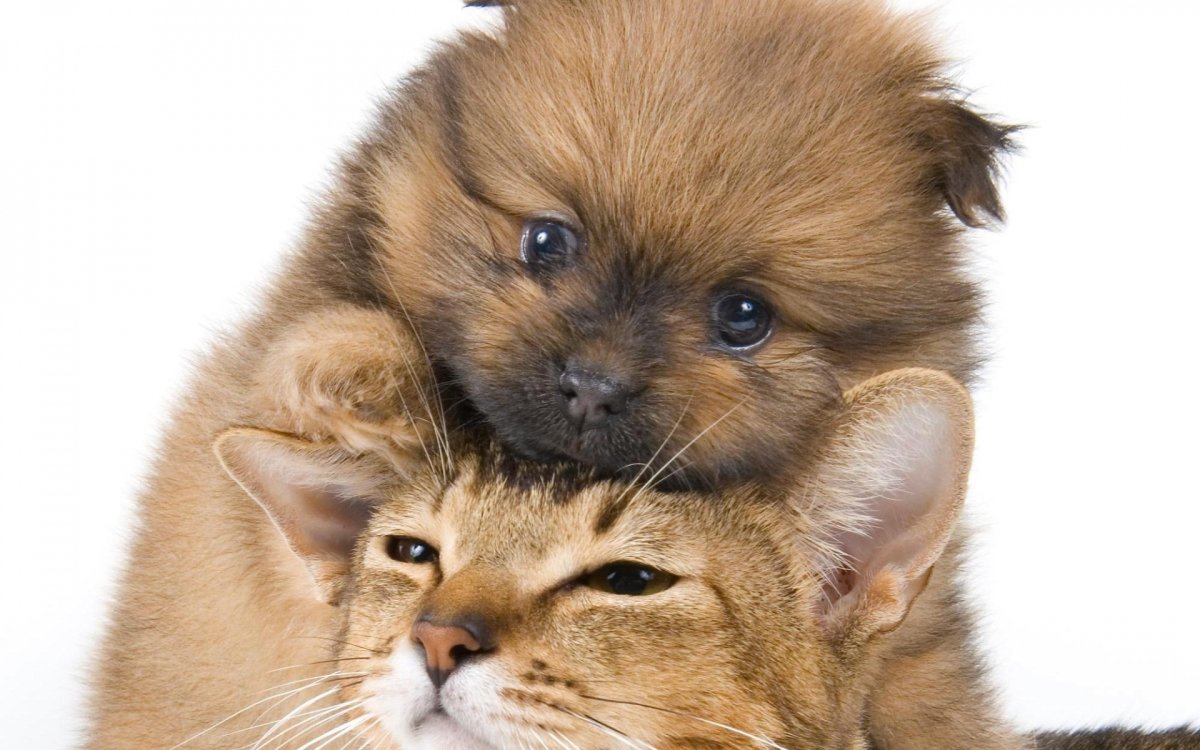 Щенок и котенок