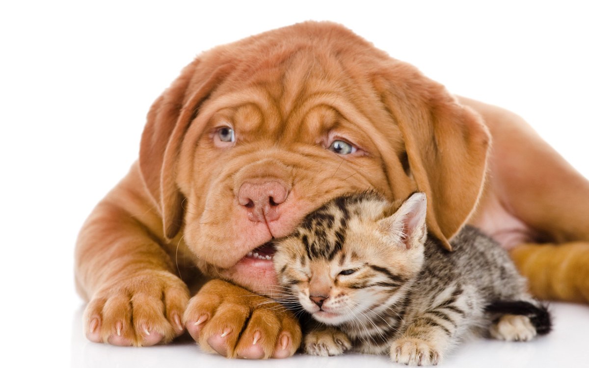 Картинки кошек и собак