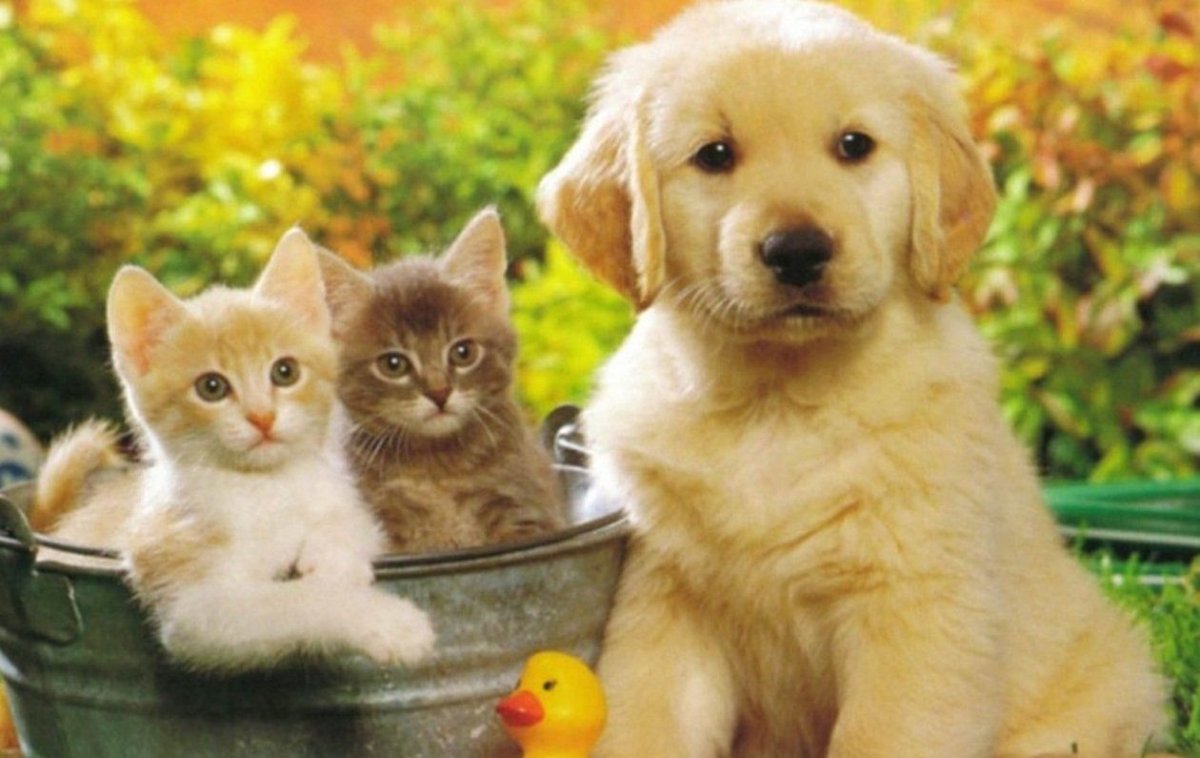 Красивые домашние животные