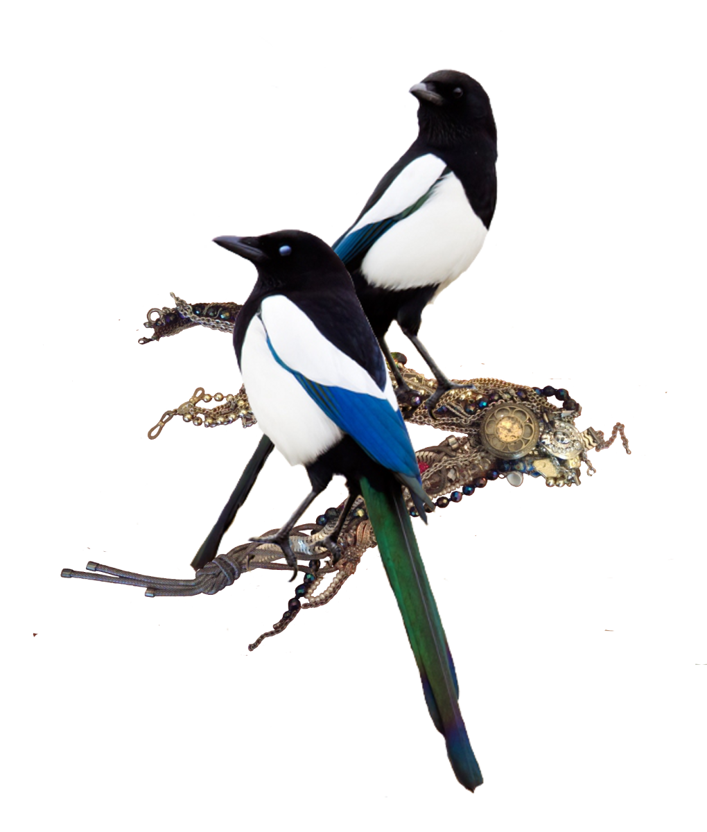 Сорока птица